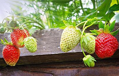 拳头将开始删除《英雄联盟》国际服不活跃账号